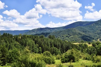 Forest-covered hills in Forbach, Germany. Scenic landscape of the Black Forest region in summer