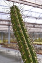 Close up of 'Leucostele Deserticola' cactus houseplant with long thorns