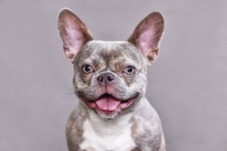 Funny portrait of happy lilac brindle French Bulldog dog in front of gray background