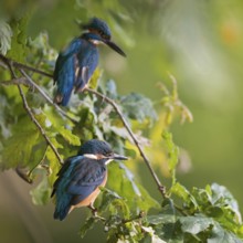 Father and son... Kingfisher (Alcedo atthis), young bird (front) sitting together with adult bird