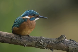 Black feet... Kingfisher (Alcedo atthis), young bird, recognisable by the dark foot colour, freshly