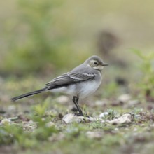 Young bird... White wagtail (Motacilla alba) in typical habitat, on a ruderal area, dry fallow