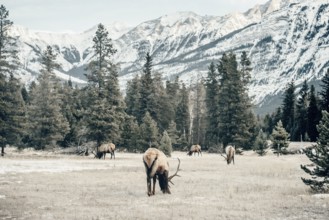 Wildlife on a winter road trip on the Icefields Parkway with lots of snow and ice, Banff National