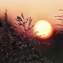Reed (Phragmites australis), flower panicles in a marshy area, sunset, Saintes-Maries-de-la-Mer,