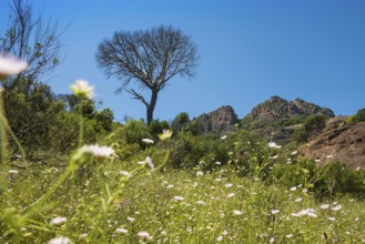 Rocher du roquebrune, Roquebrune-sur-Argens, near Saint-Raphaël, Massif de l'Esterel, Esterel