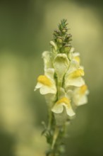 Common toadflax (Linaria vulgaris), Emsland, Lower Saxony, Germany
