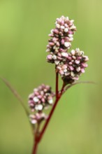 Flea knotweed (Persicaria maculosa), Emsland, Lower Saxony, Germany