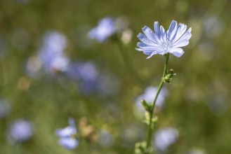 Chicory (Cichorium intybus), Lower Saxony, Germany