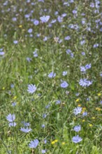 Chicory (Cichorium intybus), Lower Saxony, Germany
