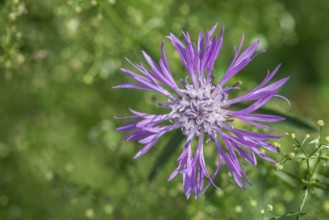 Meadow knapweed (Centaurea jacea), Lower Saxony, Germany