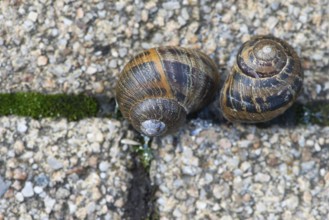 Cornu aspersum (Cornu aspersum), Lower Saxony, Germany