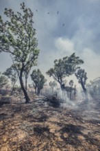 Bushfires in the Australian outback