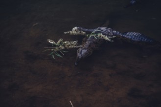 Special light atmosphere with crocodile in the outback in Windjana Gorge National Park in Australia