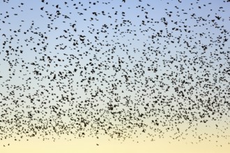 A flock of soaring starlings (Sturnus vulgaris) in the evening sky, full-frame, Camargue Regional