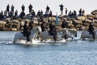 Guardians of the Camargue, traditional shepherds riding through water, rider on Camargue horse,