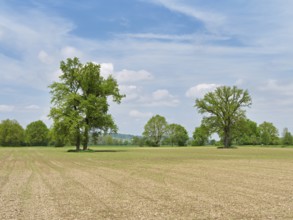 A group of English oaks (Quercus robur), standing in a field during leaf emergence, Siebeneichen