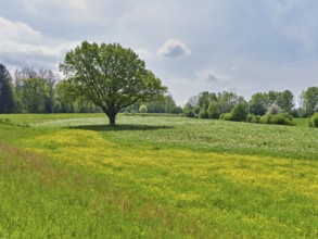 English oak (Quercus robur), in meadow of flowering buttercup, Freiamt, Canton Aargau, Switzerland