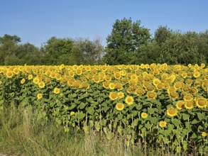 Field of flowering sunflowers (Helianthus annuus), Canton Zug, Switzerland