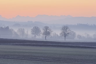 Meadows and trees in the early morning mist in the light of dawn, Reusstal, Aristau, Freiamt,