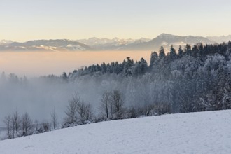 Freshly snow-covered forest, behind the Alps with Rigi, Horben, Freiamt, Canton Aargau, Switzerland