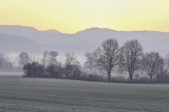 Meadows and trees in the early morning mist in the light of the rising sun, Reusstal, Aristau,