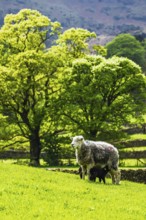 Sheep and farm in Lake District National Park, Coniston Water, Cumbria, England, United Kingdom