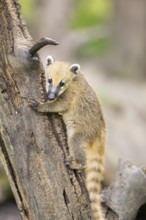 South American coati (Nasua nasua) youngster klimbing a little tree, captive, Zoo Augsburg