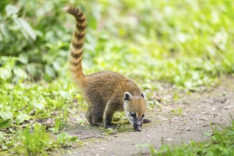 South American coati (Nasua nasua) youngster standing on the ground, captive, Zoo Augsburg