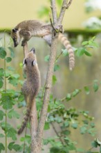 South American coati (Nasua nasua) youngsters klimbing in a tree, captive, Zoo Augsburg