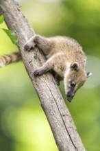 South American coati (Nasua nasua) youngster klimbing a little tree, captive, Zoo Augsburg