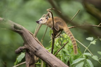 South American coati (Nasua nasua) youngster klimbing a little tree, captive, Zoo Augsburg