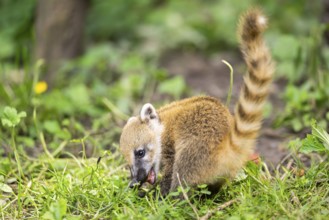 South American coati (Nasua nasua) youngster standing on the ground, captive, Zoo Augsburg