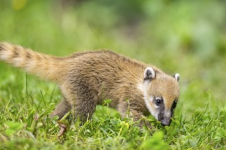 South American coati (Nasua nasua) youngster walking on the ground, captive, Zoo Augsburg
