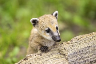 South American coati (Nasua nasua) youngster on an old tree trunk, captive, Zoo Augsburg
