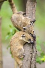 South American coati (Nasua nasua) youngsters klimbing in a tree, captive, Zoo Augsburg