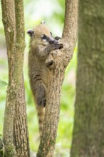 South American coati (Nasua nasua) youngster klimbing a little tree, captive, Zoo Augsburg