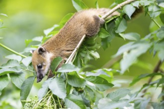 South American coati (Nasua nasua) youngster klimbing a little tree, captive, Zoo Augsburg