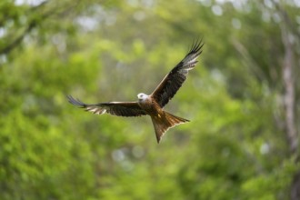 Red kite (Milvus milvus) flying in a forest in early summer, Bavaria, Germany
