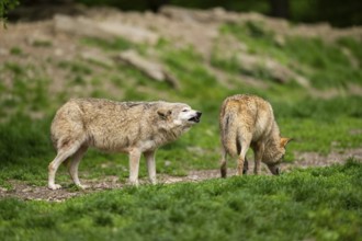 Eastern wolves (Canis lupus lycaon) standing on a meadow, Bavaria, Germany