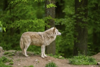 Eastern wolf (Canis lupus lycaon) standing on a little hill, Bavaria, Germany