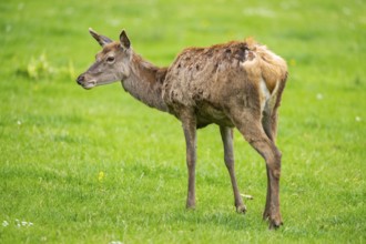 Red deer (Cervus elaphus) hind standing on a meadow, Bavaria, Germany