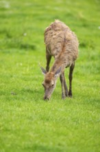 Red deer (Cervus elaphus) hind standing on a meadow, Bavaria, Germany