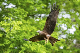 Black kite (Milvus migrans) flying in a forest in early summer, Bavaria, Germany