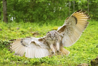 Western Siberian eagle-owl (Bubo bubo sibiricus) landing on a tree, captive, Bavaria, Germany