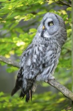 Ural owl (Strix uralensis) sitting on a branch, captive, Zoo Augsburg, Germany