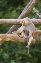 Hamadryas baboon (Papio hamadryas) male sitting, captive, Zoo Augsburg, Germany