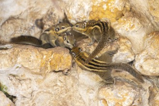 Eastern chipmunk (Tamias striatus), captive, Zoo Augsburg, Germany