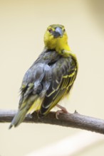 Village weaver (Ploceus cucullatus) sitting on a branch, captive, Zoo Augsburg, Germany