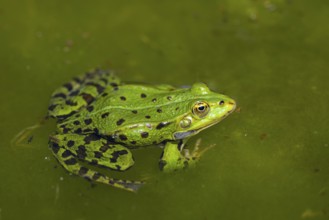 Edible frog (Pelophylax esculentus) in water, Bavaria, Germany
