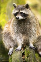 Common raccoon (Procyon lotor) on the edge of a little lake, Bavaria, Germany